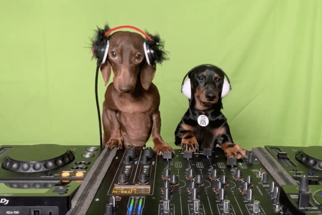 Animal DJs and Digital Musical Instruments: An Unrelated Analysis