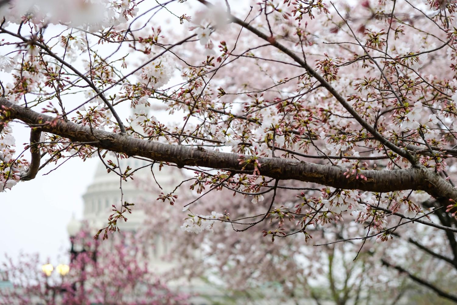 Now Playing: Spring Season Reset